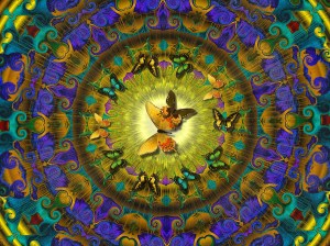 Butterfly Transformation Picture